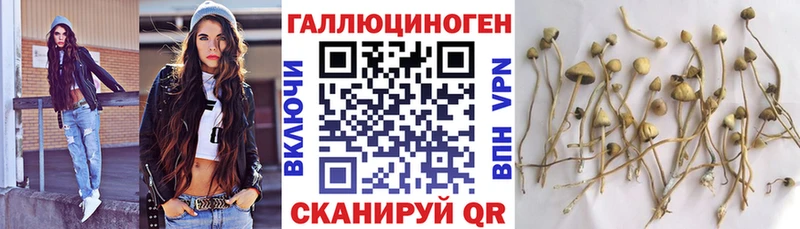 Псилоцибиновые грибы Psilocybe как найти закладки Приморск